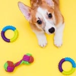 Dog with toys