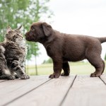 puppy meeting a kitten