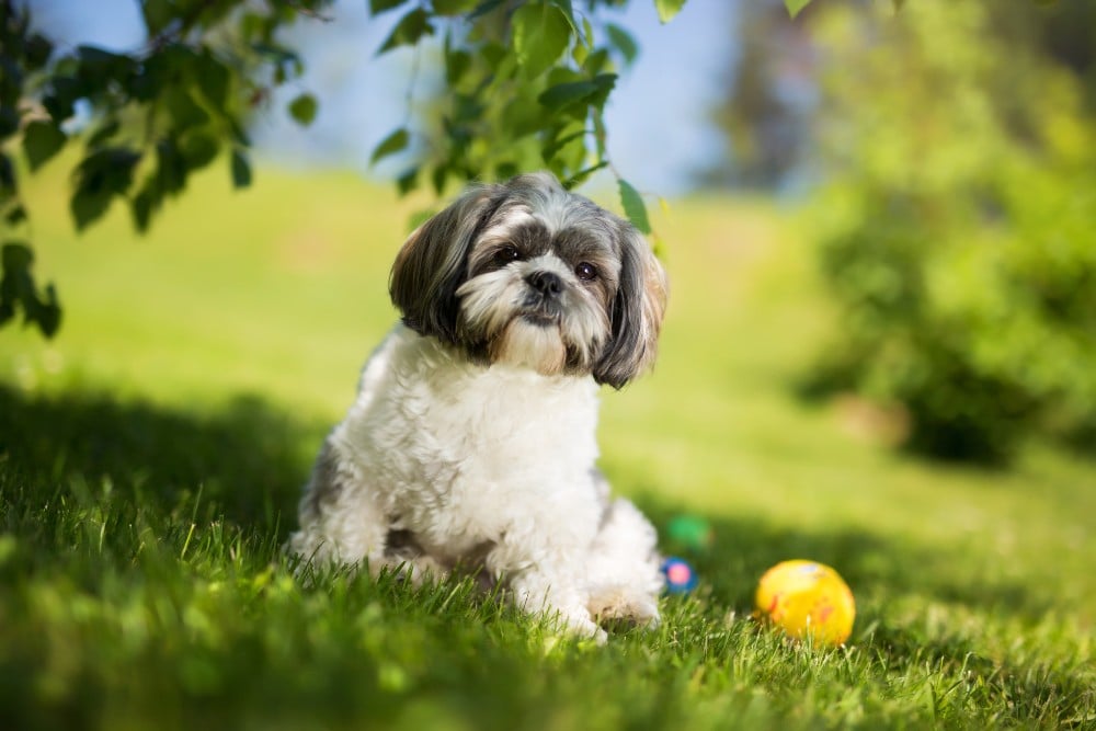 shih tzu dog in grass