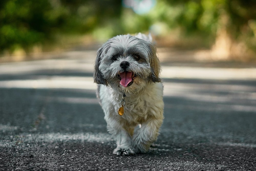 shih tzu walking on street