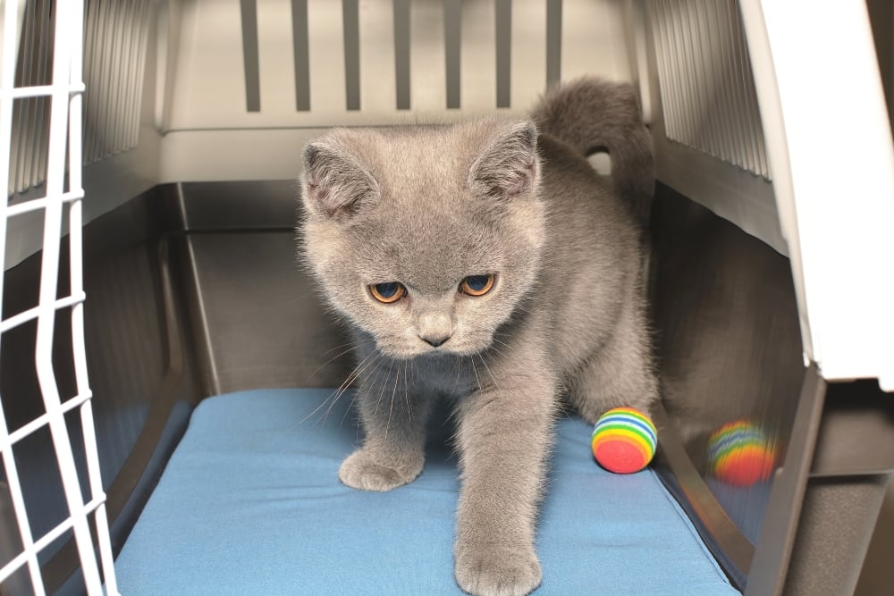 cat in carrier