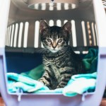 cat in a crate