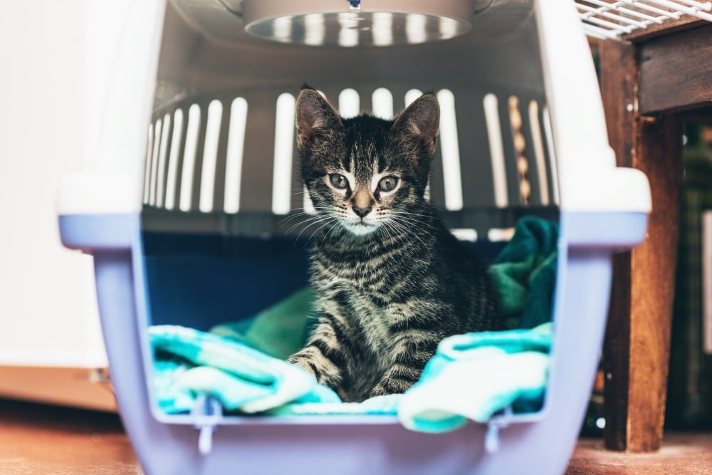 cat in a crate