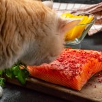 cat sniffing salmon