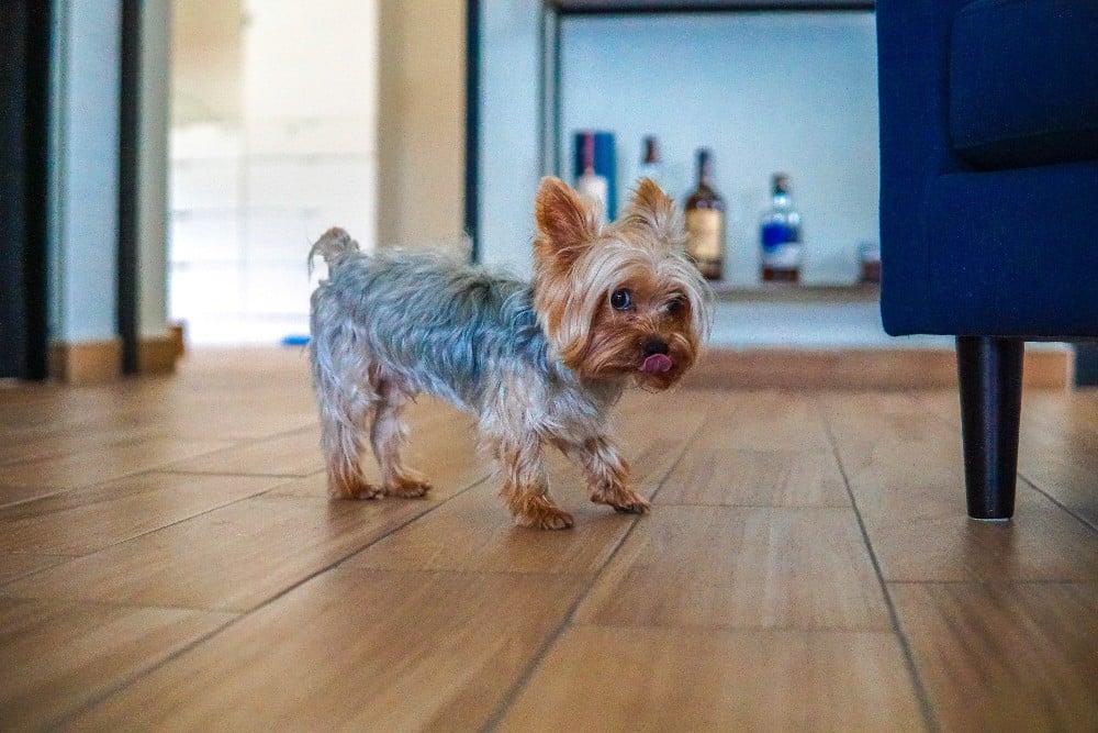 yorkie puppy on hard floor