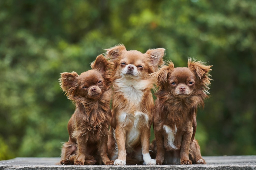 three long-haired chihuahuas