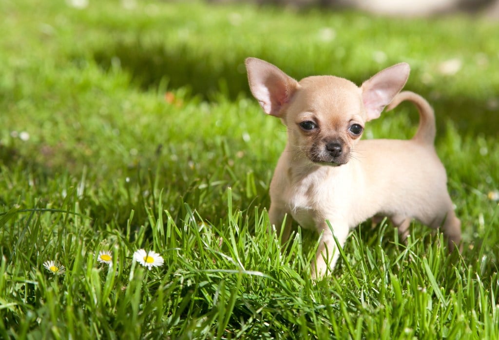 chihuahua puppy in grass