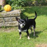 black chihuahua dog outside in grass