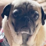 Brutus the pug