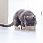 cat eating from a bowl