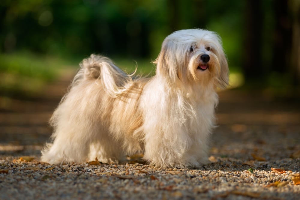 Havanese Breed Guide Havanese Insurance