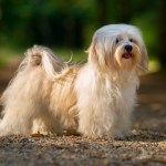 long haired havanese dog