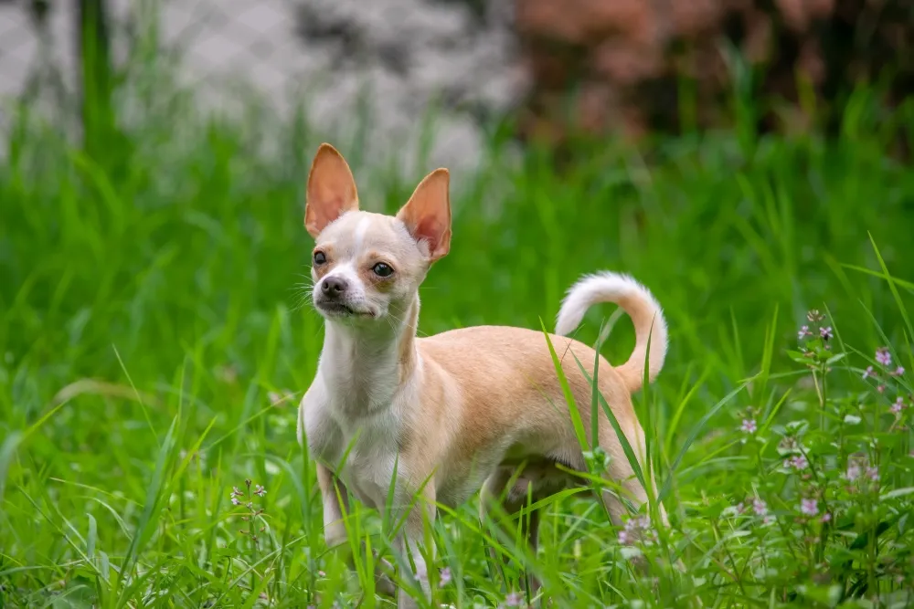 Healthy shops chihuahua