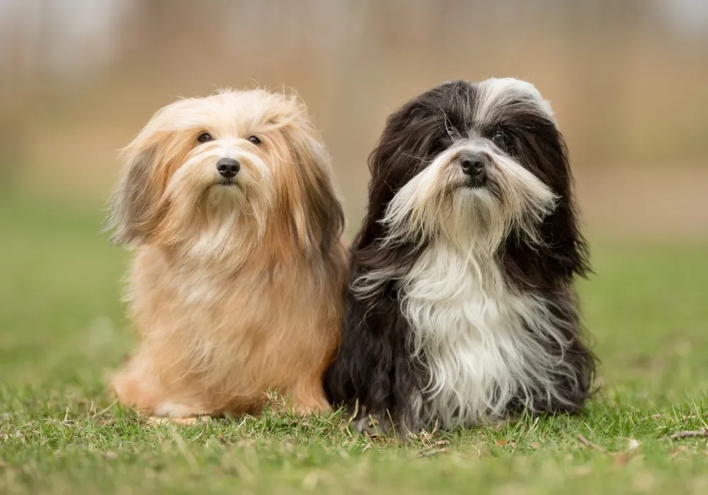 two havanese dogs sitting