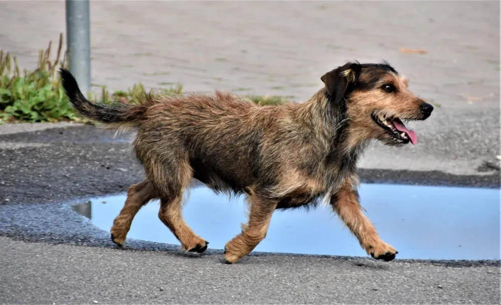 brown scruffy terrier dog