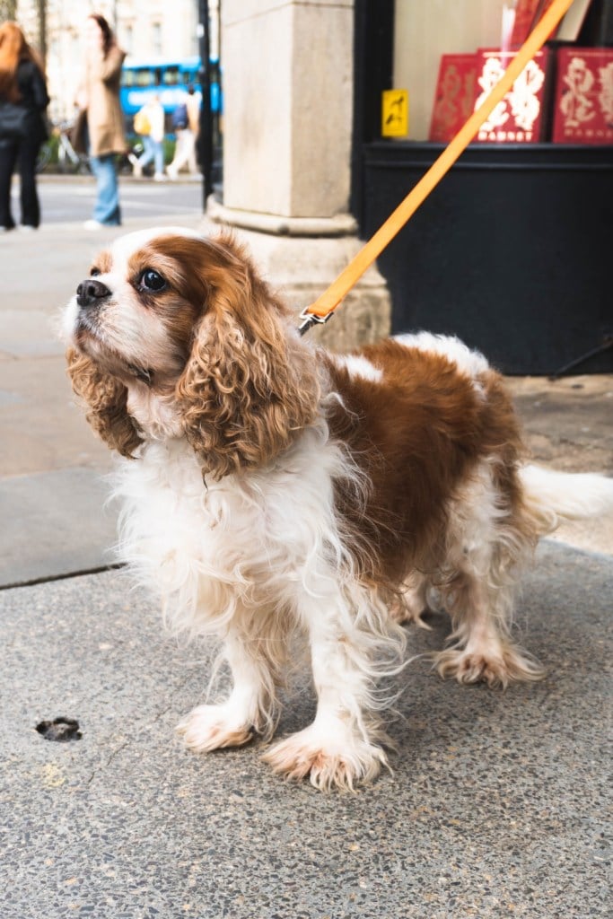 cavalier king charles spaniel dog