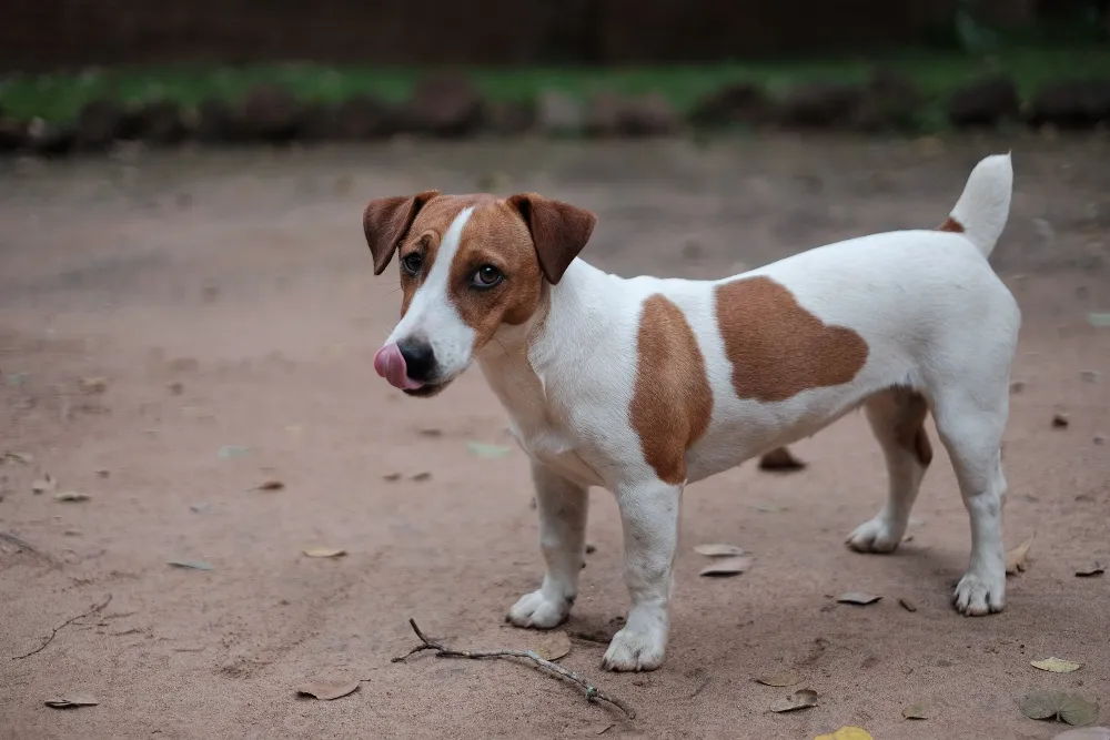 Tan and fashion white terrier mix