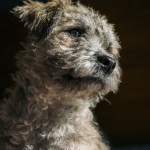 scruffy gray terrier mix dog