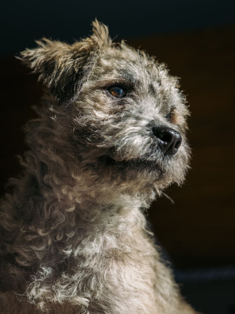 scruffy gray terrier mix dog