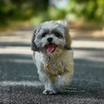 shih tzu dog on street