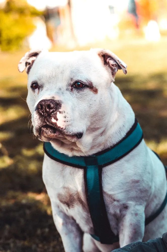 white pit bull terrier mix dog