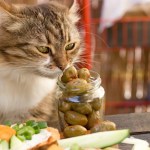 cat sniffing jar of olives