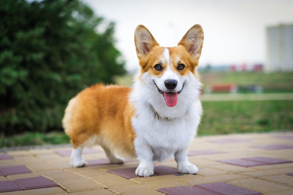 tan and white corgi dog