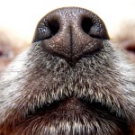 close up dog nose