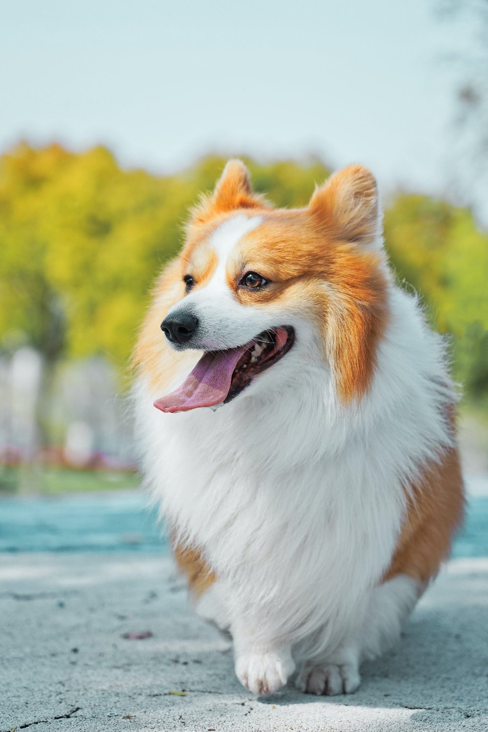 corgi dog outside