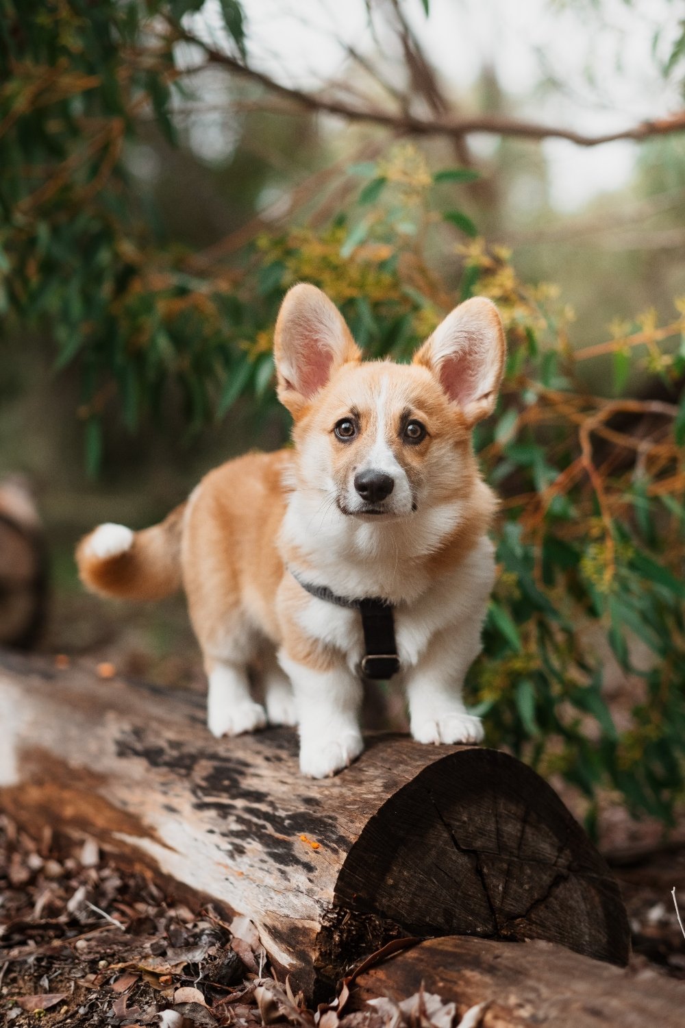 corgi outside on a log