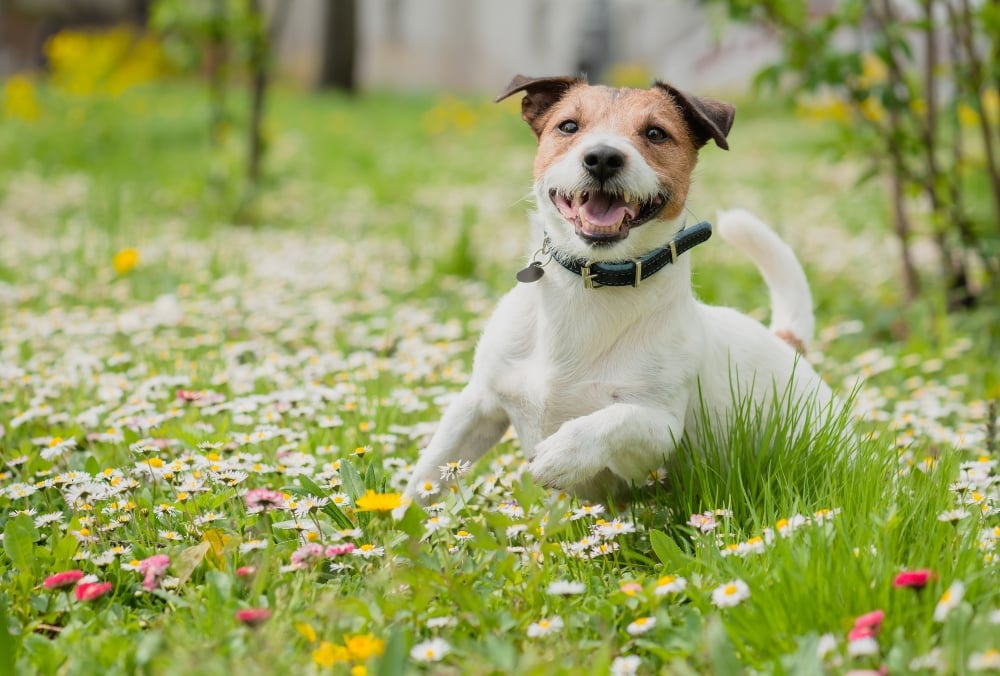 Jack russell dog in meadow