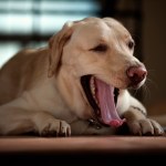 labrador dog yawning