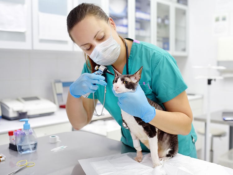 cat at the vet