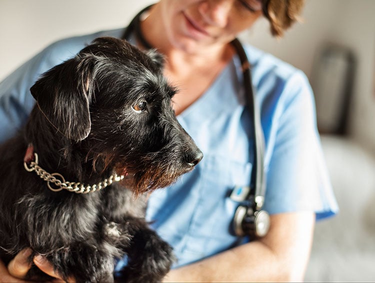 Dog at the vet