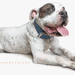 Pit bull drawing