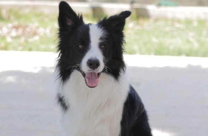 border collie dog sitting