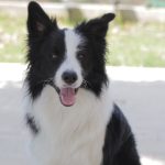 border collie dog sitting