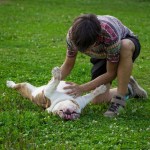 bulldog belly rub