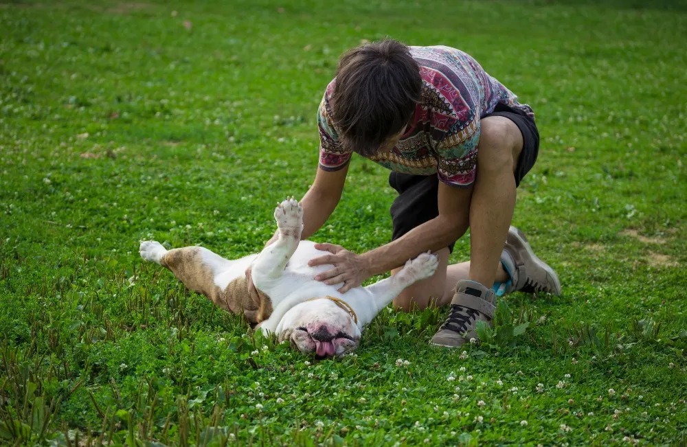 bulldog belly rub