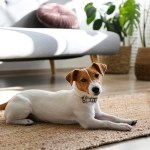 dog on floor next to couch