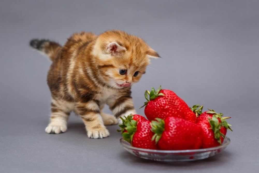 Are strawberries okay for cats hotsell