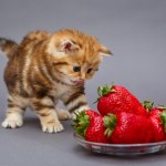 kitten and strawberries