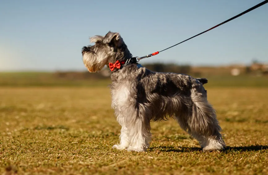 Mini schnauzer