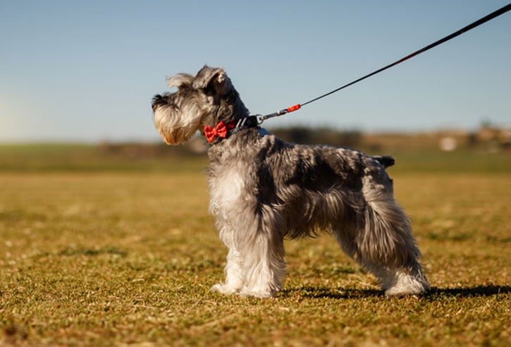 Large miniature schnauzer hotsell