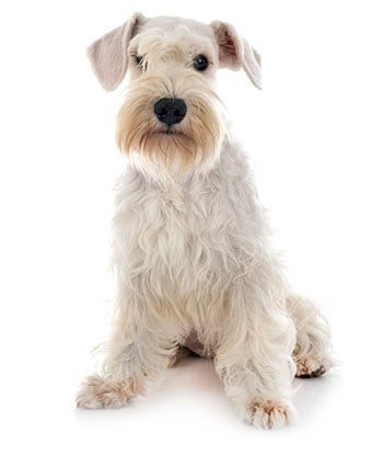 Mini schnauzer