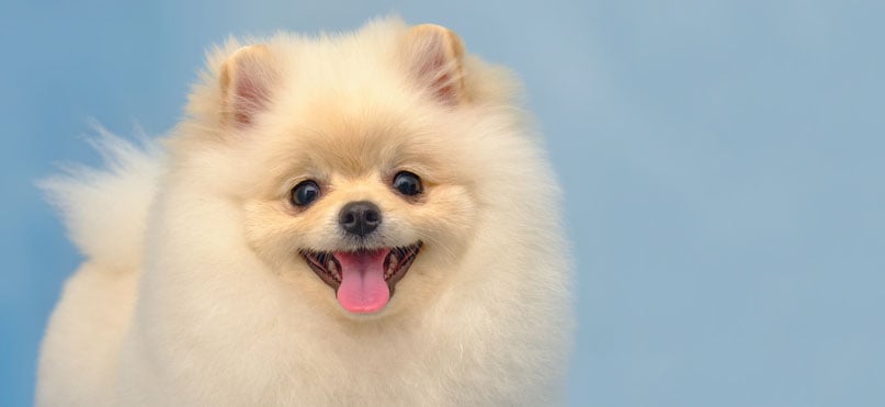 Cream Pomeranian 