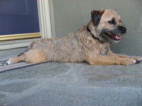 border terrier dog