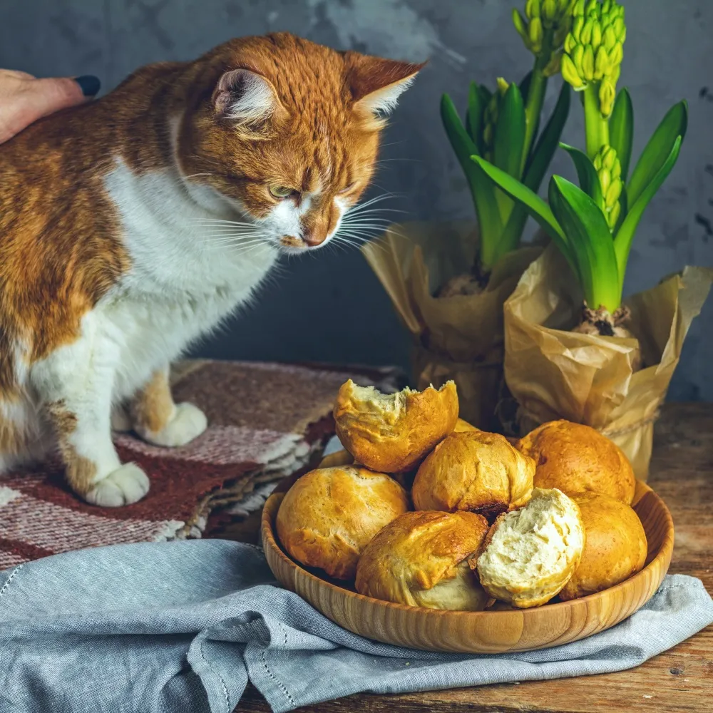 Can Cats Eat Bread Healthy Paws Pet Insurance