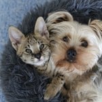 dog and cat cuddling