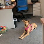 dog in the office